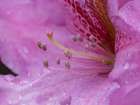 Washington State. Close-up of pink rhododendron flower with water drops Art Print